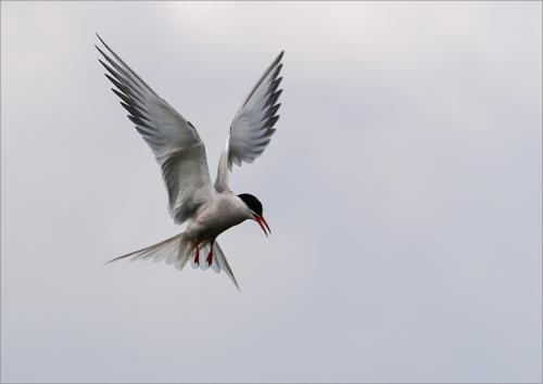 05 Arctic Tern