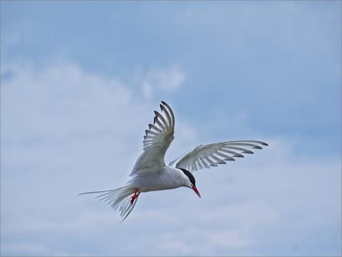 06 Arctic Tern, Inner Farne