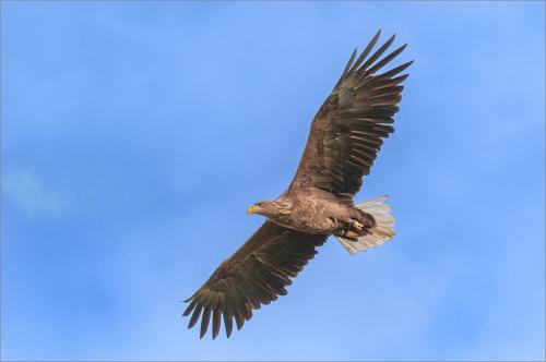 12-White-Tailed-Sea-Eagle