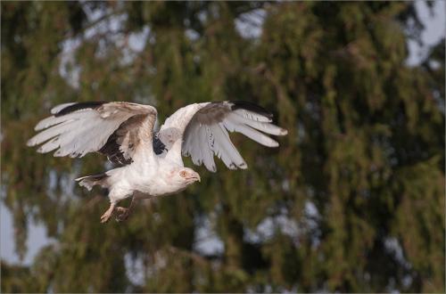13 Palm Nut Vulture in Flight
