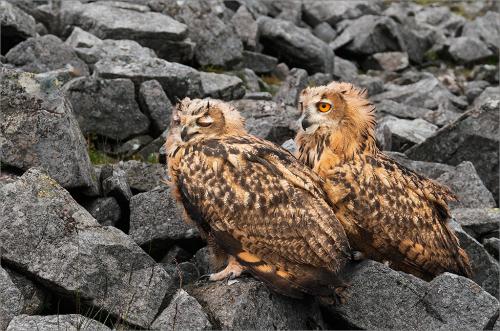 15 European Eagle-Owl Chicks
