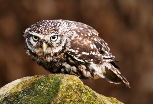 16 Little Owl on Rock