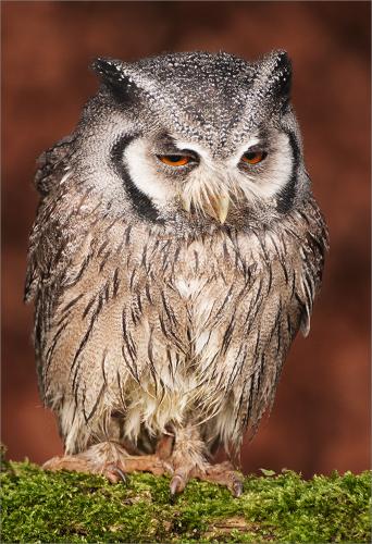 17 Scops Owl on Perch