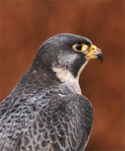 19 Peregrine Falcon